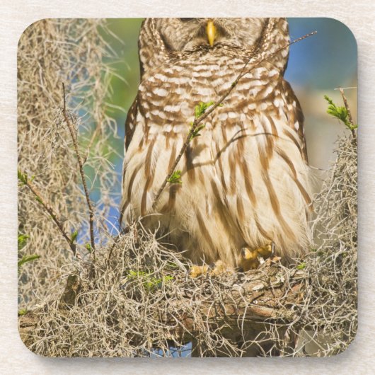 オオフクロフウキソウ (Strix varia) がサイプレスに止まる コースター (正面)