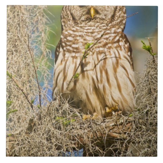 オオフクロフクロウ（Strix varia）がサイプレスに止まる タイル (正面)
