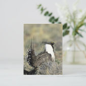 オオマタグロウドリ ポストカード (スタンド正面)