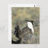 オオマタグロウドリ ポストカード (正面/裏面)