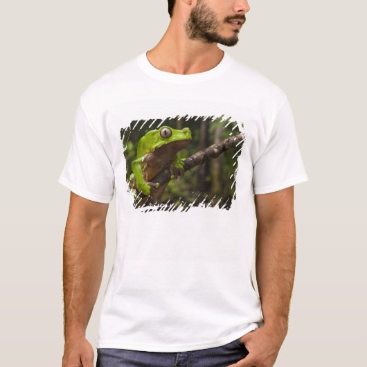 オオミドリカエル(Phyllomedusa bicolor) Tシャツ (正面)