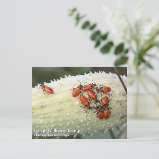 オオムギ ポストカード (スタンド正面)