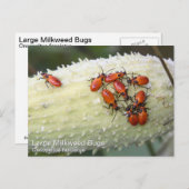 オオムギ ポストカード (正面/裏面)