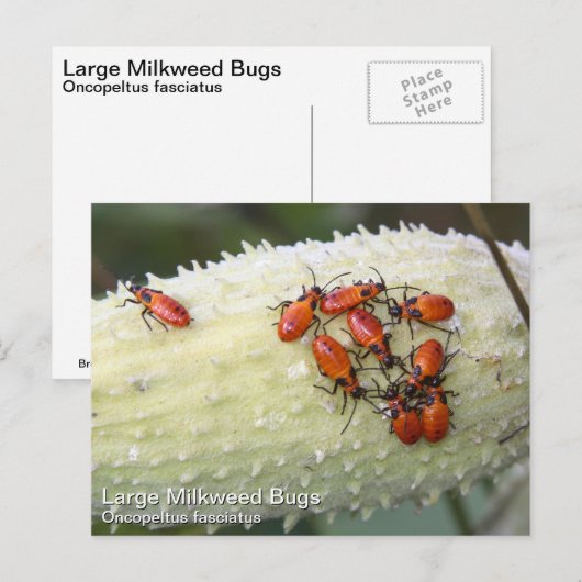 オオムギ ポストカード (正面/裏面)