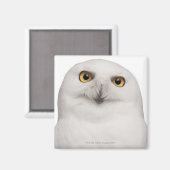 オオムノフクロウは大型フクロウである マグネット (正面/裏面)