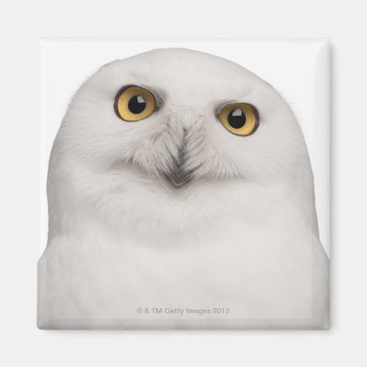 オオムノフクロウは大型フクロウである マグネット (正面)