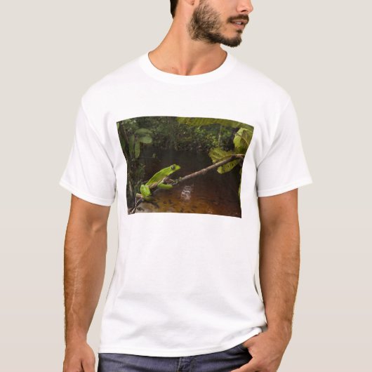 オオヤドクガエル(Phyllomedusa bicolor) 2 Tシャツ (正面)