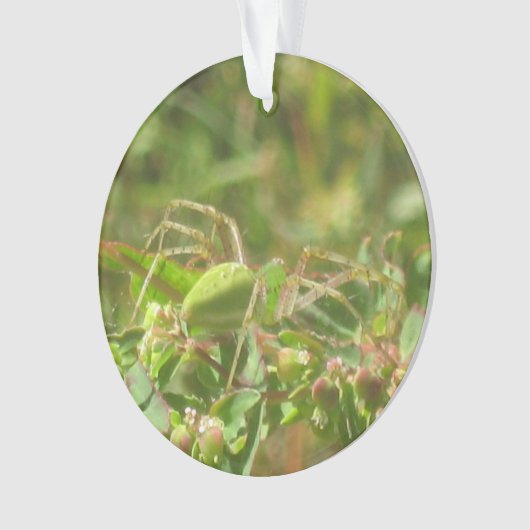 オオヤマネコグモ オーナメント (正面)