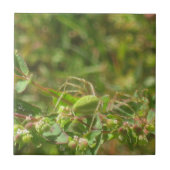 オオヤマネコグモ タイル (正面)