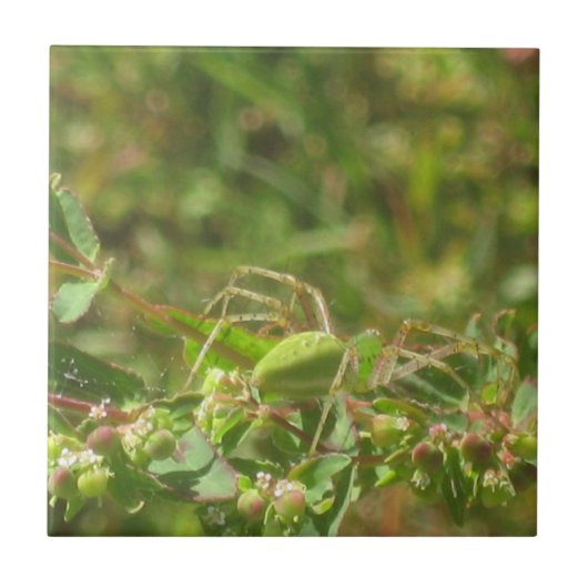 オオヤマネコグモ タイル (正面)