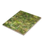 オオヤマネコグモ タイル (側面)