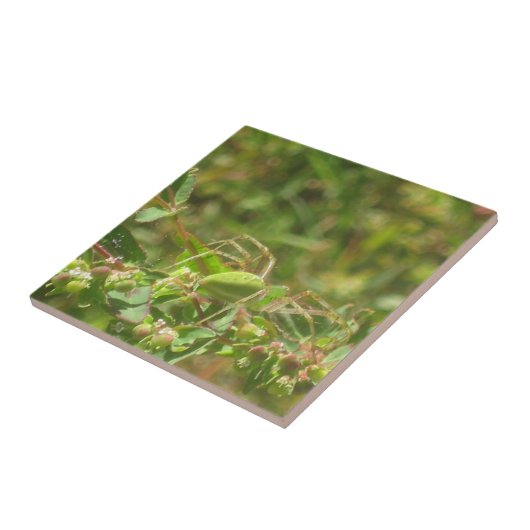 オオヤマネコグモ タイル (側面)