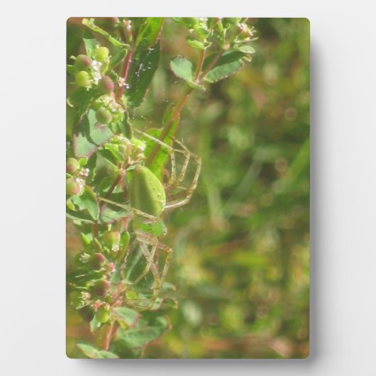 オオヤマネコグモ フォトプラーク (正面)