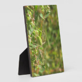 オオヤマネコグモ フォトプラーク (側面)