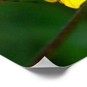 オオヤマネコグモ ポスター (角)