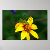 オオヤマネコグモ ポスター (正面)