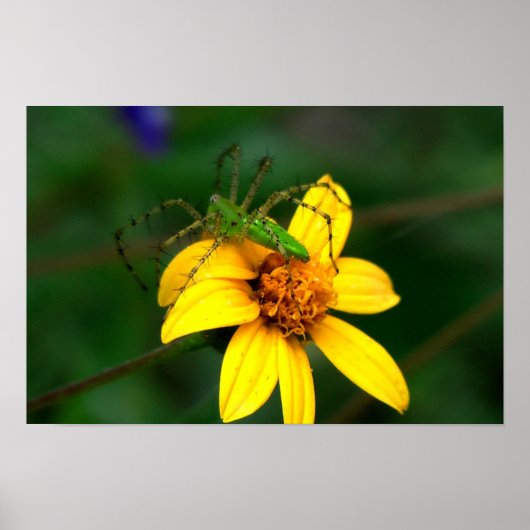 オオヤマネコグモ ポスター (正面)