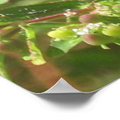 オオヤマネコグモ ポスター (角)