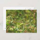 オオヤマネコグモ ポストカード (正面/裏面)