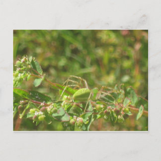 オオヤマネコグモ ポストカード