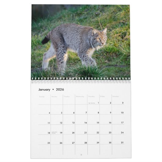オオヤマネコ野生動物カレンダー カレンダー (1月 2026)