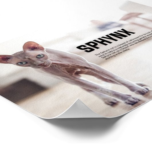 オオヤマネコ ポスター (角)