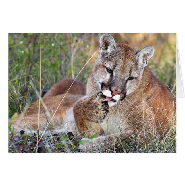 オオヤマネコ- Hmmm (正面横)