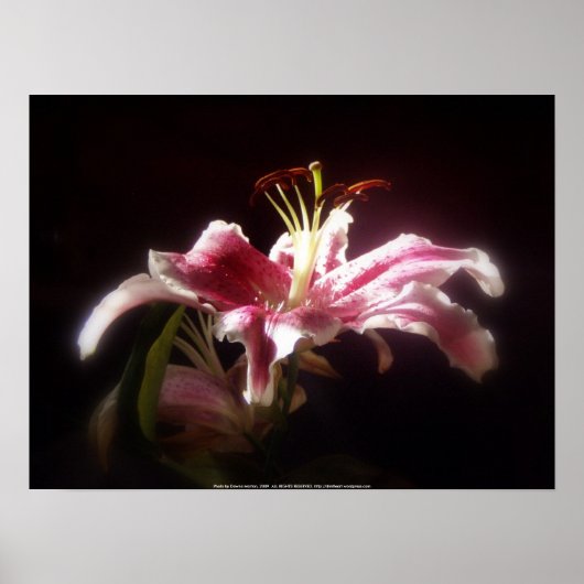 オオユリ#15 ポスター (正面)