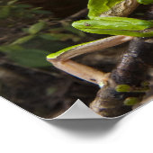 オオワライガエル（Phyllomedusa bicolor）2 ポスター (角)