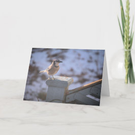 オカケス カード