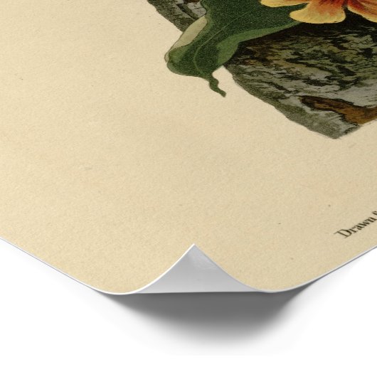 オカケス ポスター (角)