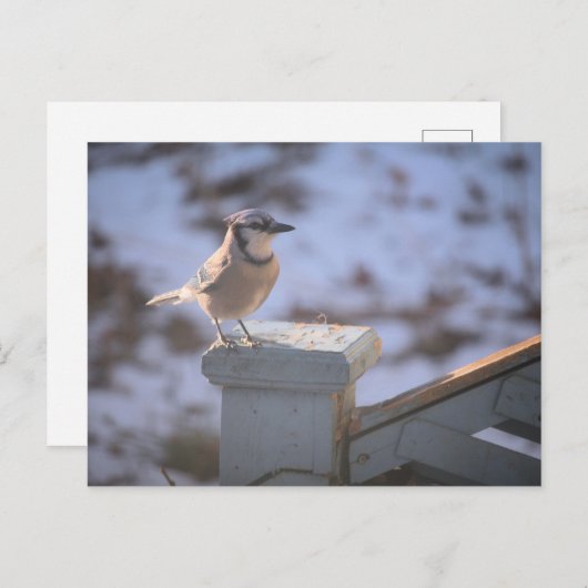 オカケス ポストカード (正面/裏面)