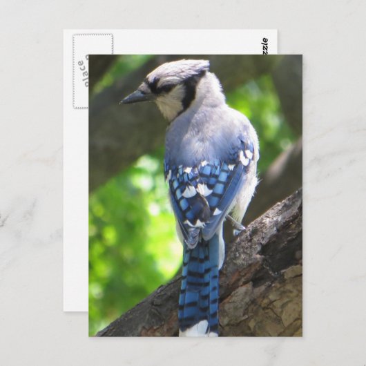 オカケス ポストカード (正面/裏面)