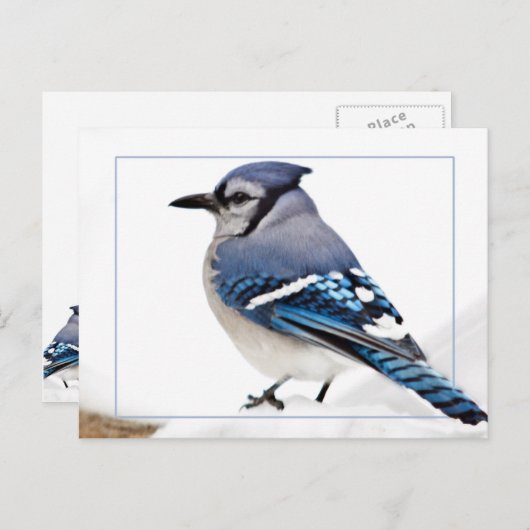 オカケス ポストカード (正面/裏面)