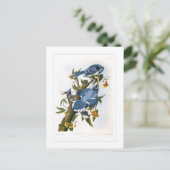 オカケス ポストカード (スタンド正面)