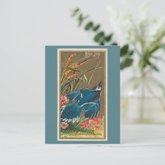 オカケス ポストカード (スタンド正面)