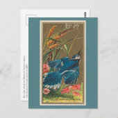 オカケス ポストカード (正面/裏面)