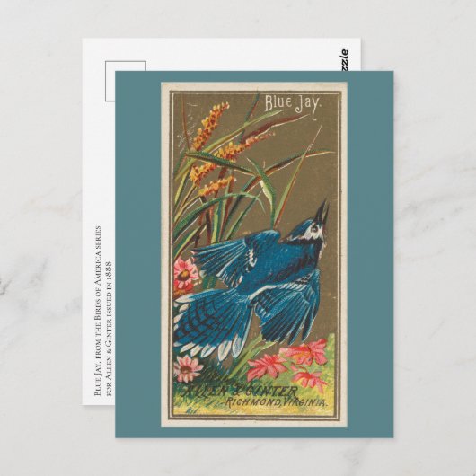 オカケス ポストカード (正面/裏面)