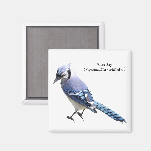 オカケス マグネット (正面/裏面)