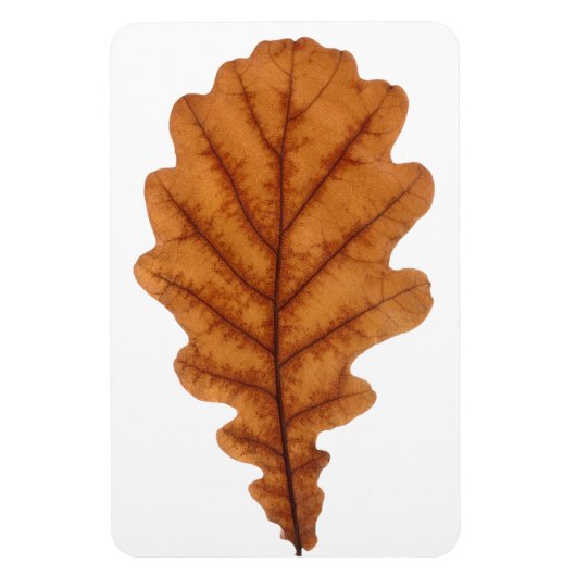 オカシの秋葉 マグネット (縦)