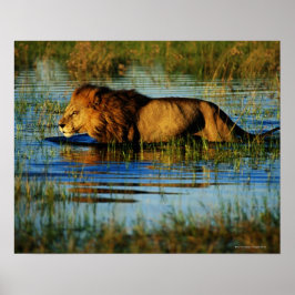 オカバンゴデルタ、ボツワナ3 ポスター