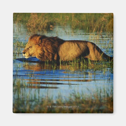 オカバンゴデルタ、ボツワナ3 マグネット (正面)