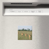 オカバンゴデルタ、ボツワナ4 マグネット (インサイチュ (食洗機))