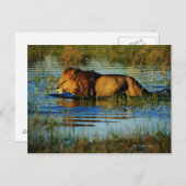 オカバンゴデルタ、ボツワナ 3 ポストカード (正面/裏面)