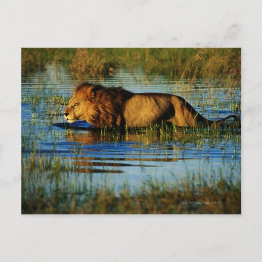 オカバンゴデルタ、ボツワナ 3 ポストカード (正面)