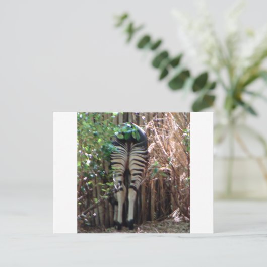 オカピの裏側 ポストカード (スタンド正面)