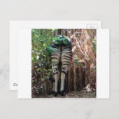 オカピの裏側 ポストカード (正面/裏面)