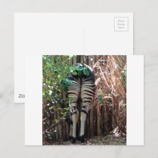 オカピの裏側 ポストカード (正面/裏面)