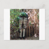 オカピの裏側 ポストカード (正面)