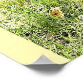 オカピ、アンゴラ、アフリカ ポスター (角)